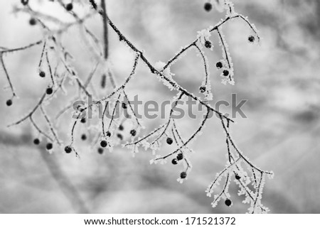 Similar – wintry XIII Nature Plant