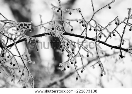 Similar – Image, Stock Photo Close-up of snowy leaves of rosa rubiginosa in winter