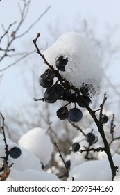 A branch with berries in the snow, wet snow on the bush, melting ice, ripe thorns, frozen 