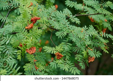 Branch with the berries of wild ash. - Shutterstock ID 1447868075