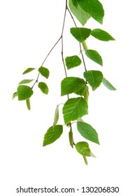  Branch Of Birch On A White Background