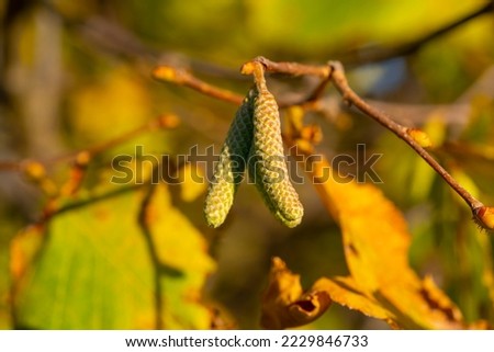 Branch of birch tree and with autumn leaves and catkins (Betula pendula, silver birch, warty birch, European white birch) with catkins.