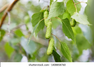 branch of birch tree (Betula pendula, silver birch, warty birch, European white birch) with green leaves and catkins 