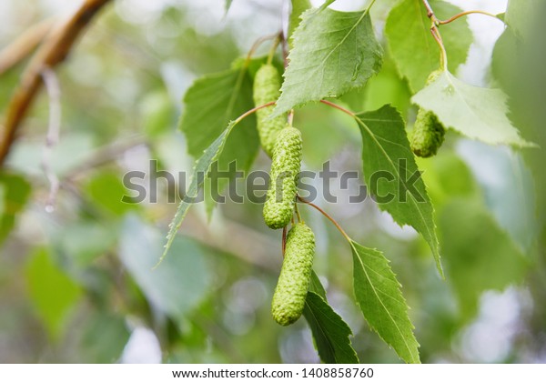 branch of\
birch tree (Betula pendula, silver birch, warty birch, European\
white birch) with green leaves and catkins\
