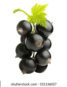 Branch Black Currant