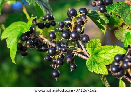 Branch of black currant in the garden