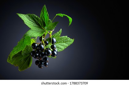 Branch of black currant  with leaves and ripe juicy berries on a dark background. Copy space.