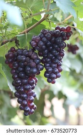 Branch Of Black Opal Grapes On Vine In Vineyard