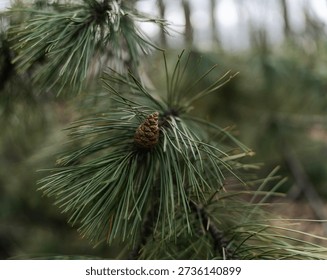 Branch of Black Pine with a cone in a spring forest