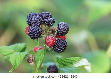 Branch with black raspberries of Rubus occidentalis Black Jewel in the garden. Detail of bush branch with ripening raspberries, blurred background.