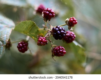branch of black raspberry or blackberry with unripe red and ripe black berries on green bush leaves background, image wallpaper with copy space for text. Selective focus. High quality photo