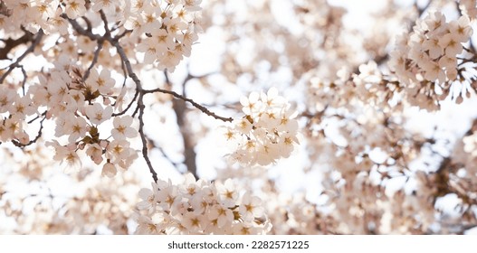 branch of blooming cherry blossom flower with copy space. closeup of cherry blossom flower on blue sky background - Shutterstock ID 2282571225