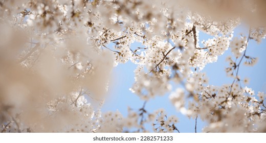 branch of blooming cherry blossom flower with copy space. closeup of cherry blossom flower on blue sky background - Powered by Shutterstock