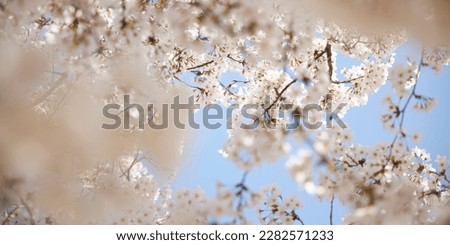 branch of blooming cherry blossom flower with copy space. closeup of cherry blossom flower on blue sky background