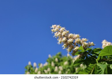 Branch with blooming flowers of Horse chestnut tree against blue clear sky. Aesculus hippocastanum. White candles of blossom Conker tree. Spring and new life concept for natural design