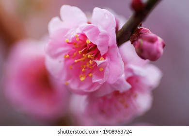 A branch with a blooming Japanese apricot Mume (Prunus mume). Beautiful delicate pink flowers close up on a tree branch.