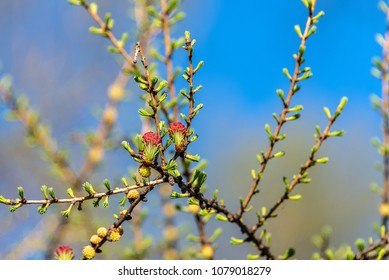 The branch of blooming larch - Shutterstock ID 1079018279