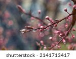 A branch of a blooming peach tree on a blurry blue-pink background. Fresh pink peach tree buds after the rain. Spring background with delicate flowers