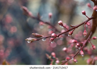 A branch of a blooming peach tree on a blurry blue-pink background. Fresh pink peach tree buds after the rain. Spring background with delicate flowers - Shutterstock ID 2141713417