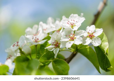 Branch of blooming pear tree . White flowers on a pear tree. Spring  background - Powered by Shutterstock