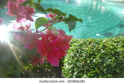 branch of blooming pink bougainvillea blurred in the morning sunlight against the backdrop of the pool water