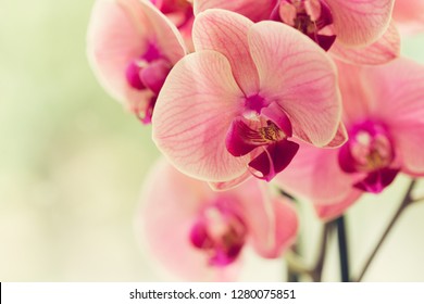 Branch of blooming pink orchid close up - Powered by Shutterstock
