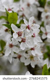branch of blooming tree background 