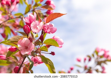 A branch of a blooming wild Apple tree against the blue sky. Close up. Selective focus. Image for the design of a calendar, book, or postcard.