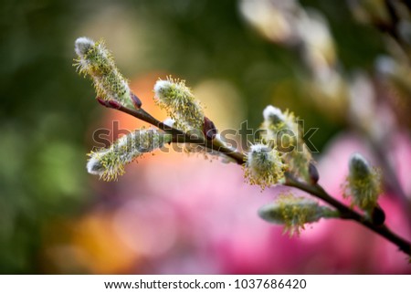 A branch of a blooming willow.