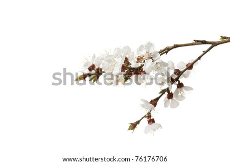 Branch with blossom flowers. Isolated over white