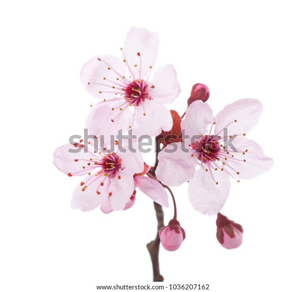 Branch Blossom Plum Isolated On White Stock Photo 1036207162 | Shutterstock