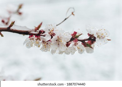 A Branch Of Blossoming Apricots Is Covered Snow With Late April, Early March. The Concept Of Abnormal Weather, Global Warming And Displacement Of Climatic Zones.