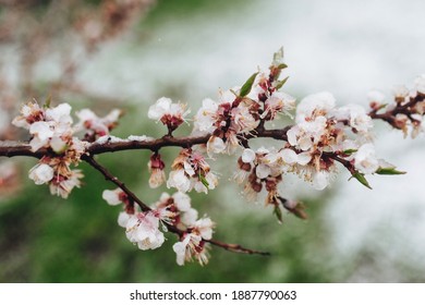 A Branch Of Blossoming Apricots Is Covered Snow With Late April, Early March. The Concept Of Abnormal Weather, Global Warming And Displacement Of Climatic Zones.