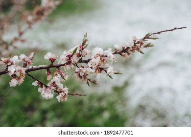 A Branch Of Blossoming Apricots Is Covered Snow With Late April, Early March Close-up. The Concept Of Abnormal Weather, Global Warming And Displacement Of Climatic Zones.