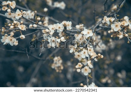 Branch of blossoming cherry plum in spring. Selective focus