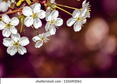 Branch Of A Blossoming Cherry Tree On A Maroon Background. White Spring Flowers.