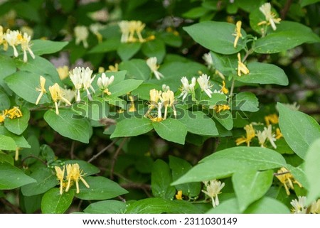 Branch of a blossoming Honeysuckle. Honeysuckle, with its fragrant, creamy yellow flowers, blooming appear from MayJune to August. Lonicera periclymenum