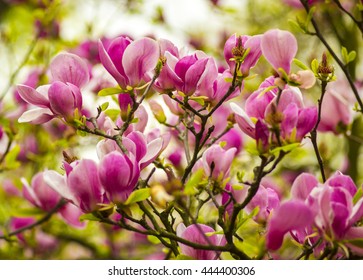 A branch of a blossoming magnolia