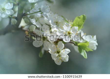 Similar – Blossom pear tree in white flowers