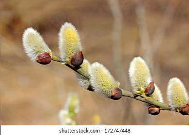 Early Spring High Res Stock Images Shutterstock