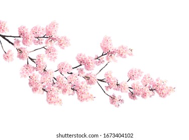Branch of the blossoming sakura with pink flowers, Japan. Isolated on white background - Powered by Shutterstock