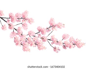 Branch of the blossoming sakura with pink flowers, Japan. Isolated on white background