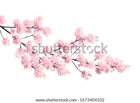 Branch of the blossoming sakura with pink flowers, Japan. Isolated on white background
