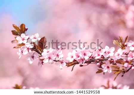 Branch of blossoming spring tree with tiny flowers on blurred background