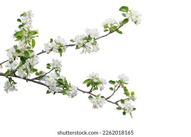 Branch with blossoms isolated on white background - Powered by Shutterstock