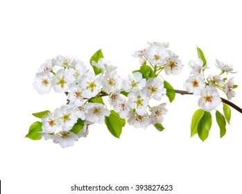 Branch with blossoms isolated on white