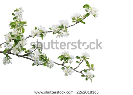 Branch with blossoms isolated on white background