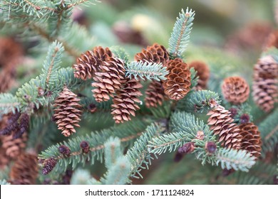 Branch of Blue spruce Picea pungens with cone