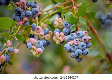 branch with blueberries. Berries of varying degrees of ripeness on the bush. Blueberry harvest ripening on the farm. - Powered by Shutterstock