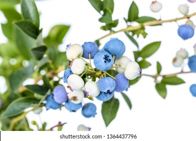 Branch of blueberries with leaves. Blueberry plant isolated on white background.